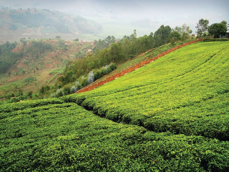 非洲的贡献全球茶叶生产升级