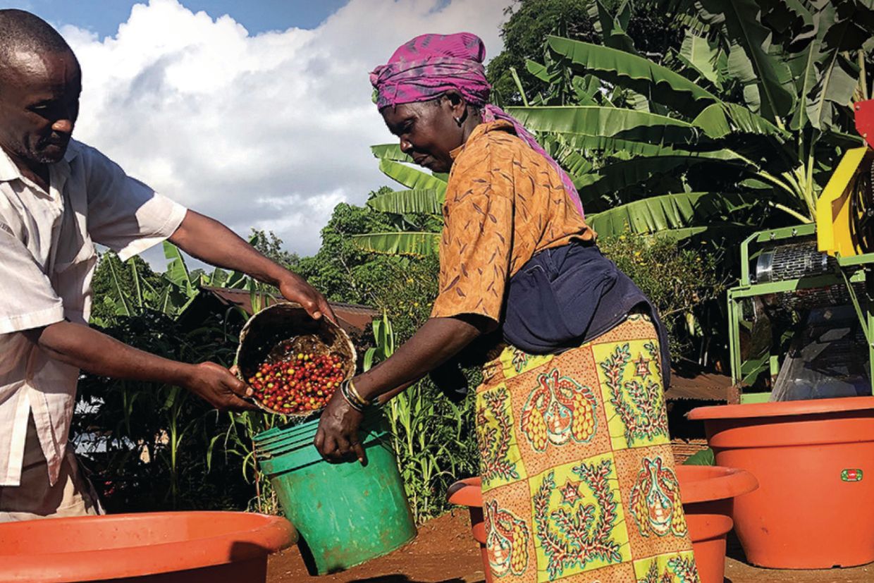 审查非洲的绿咖啡趋势