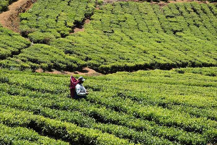 斯里兰卡茶业挣扎，但具有韧性