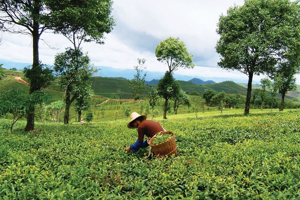 茶可持续性的角度和人类的福祉