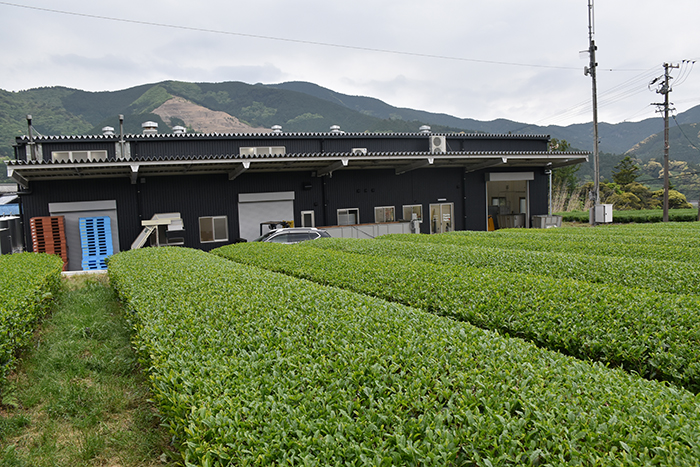 日本茶产业仍处于Post-Covid恢复模式