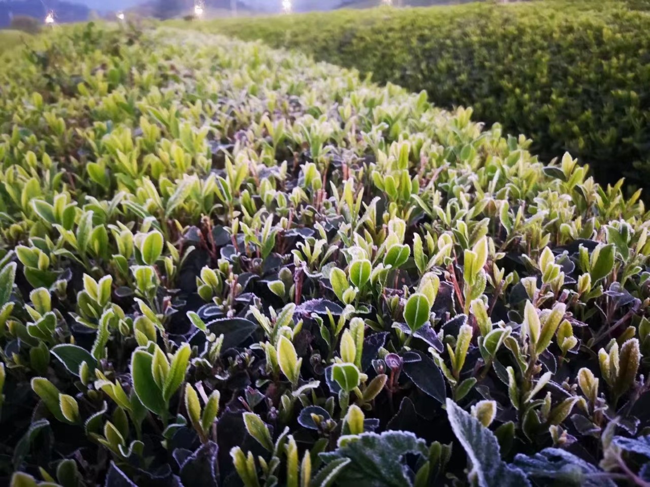 茶的可持续性与环境